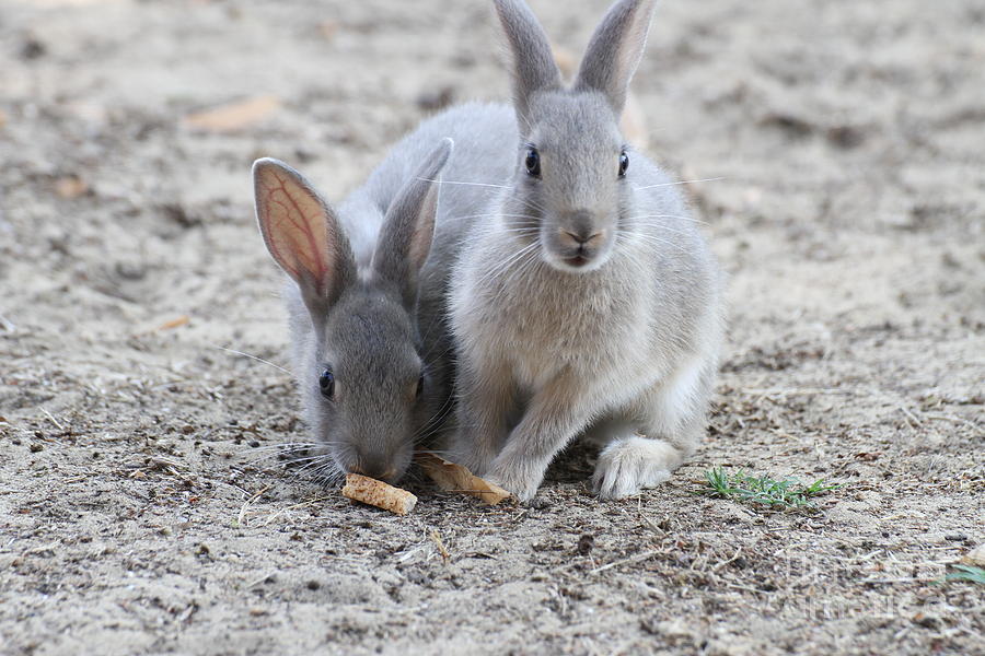 Easter Photograph - Pair Of Rabbits With The Soft Hair And Long Ears by Fed Cand
