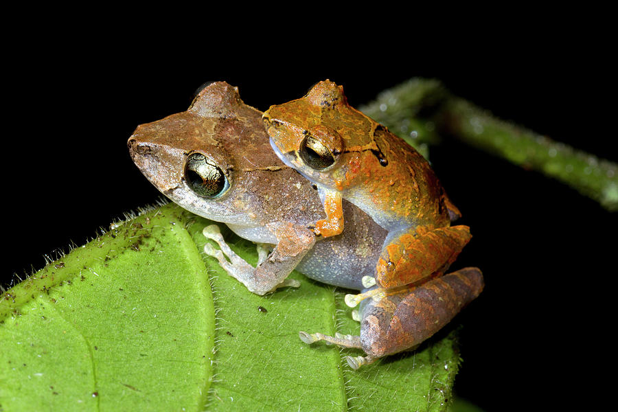 Pair Of Rain Frogs In Amplexus Photograph by Dr Morley Read