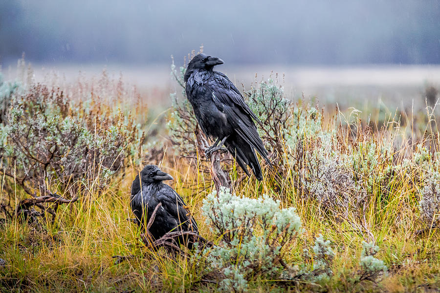 Bird Photograph - Pair of Ravens in the Rain by Thomas Szajner