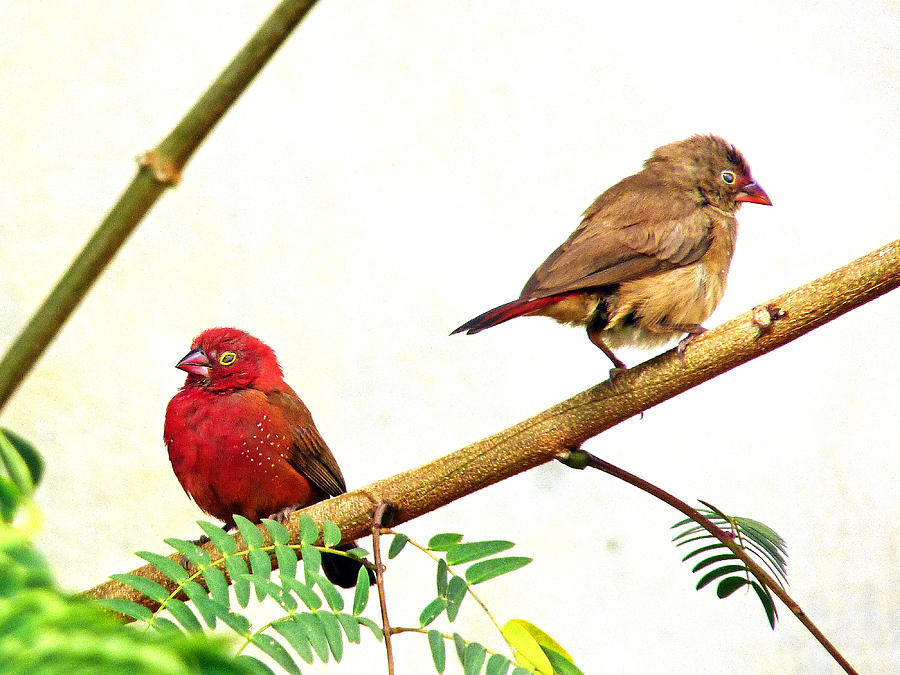 Bird Photograph - Pair of Red-billed firefinches by Tony Murtagh