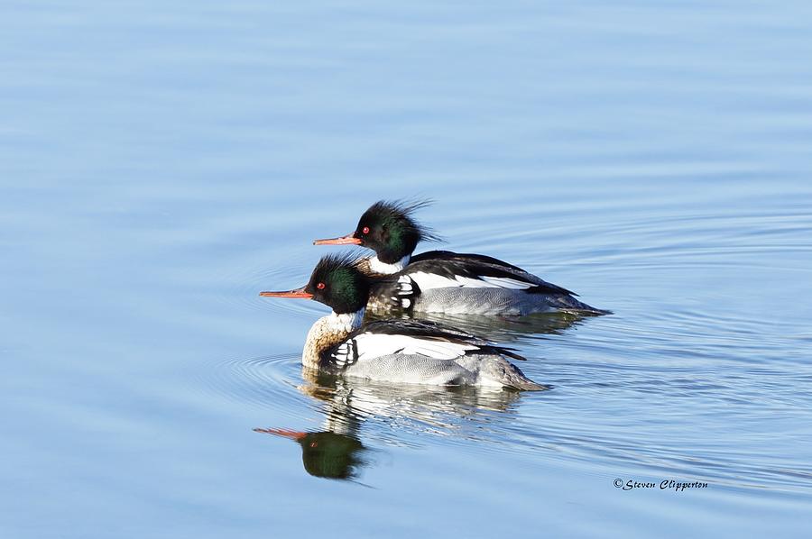 Pair of Red Breasted Mergansers Photograph by Steven Clipperton