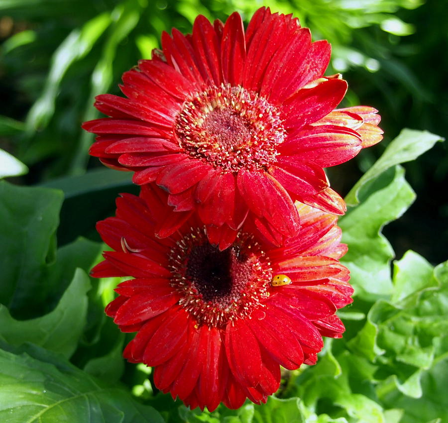 Pair of Red Gerber Daisy Flowers with Ladybug Photograph by Amy McDaniel