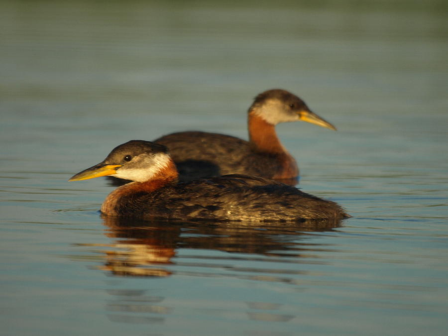 Pair of Red-necked Grebes Photograph by James Peterson