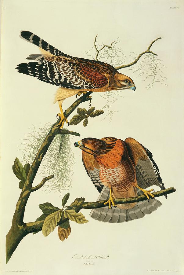 John James Audubon Photograph - Pair Of Red-shouldered Hawks by Natural History Museum, London/science Photo Library