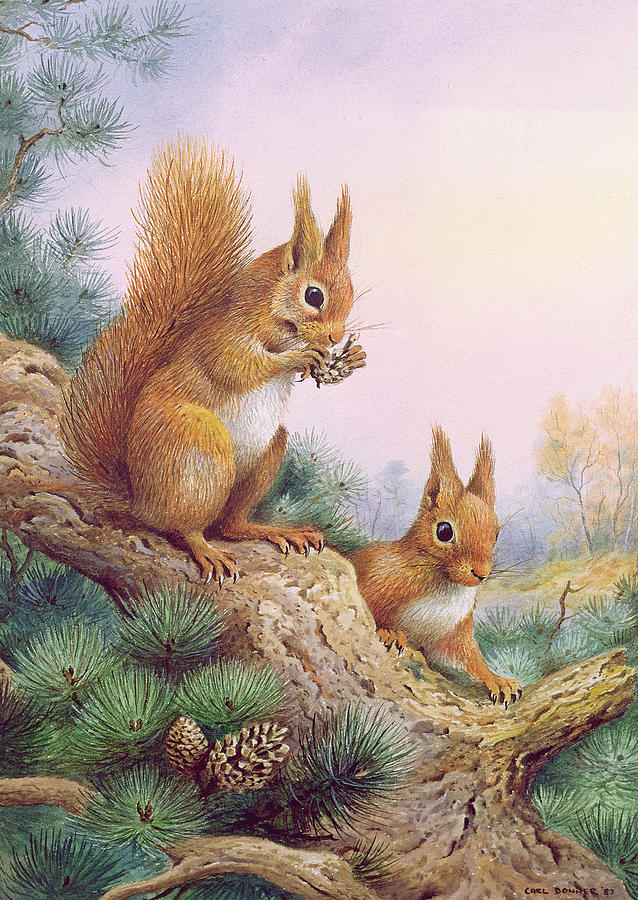 Tree Painting - Pair Of Red Squirrels On A Scottish Pine by Carl Donner