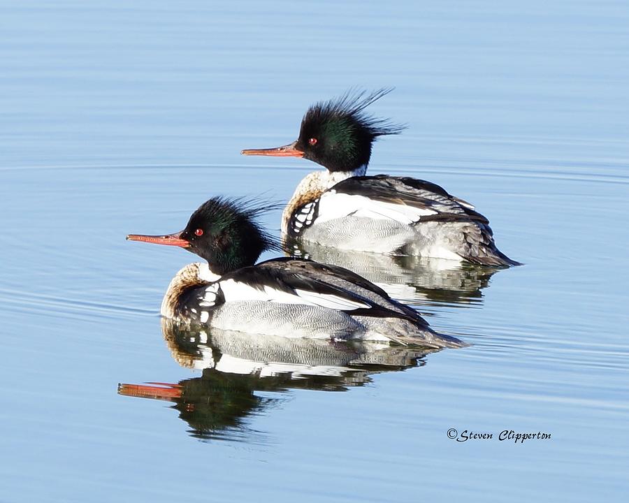 Pair of Redbreasted Mergansers 7 Photograph by Steven Clipperton