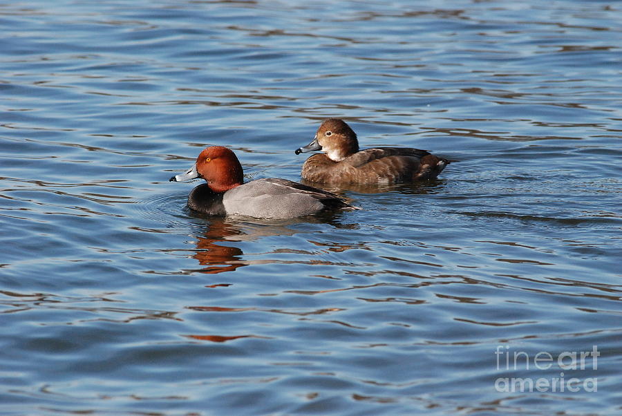 Pair Of Redheads Photograph By David Murray