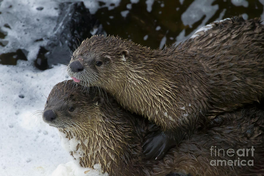 Pair Of River Otters   #1301 Photograph by J L Woody Wooden