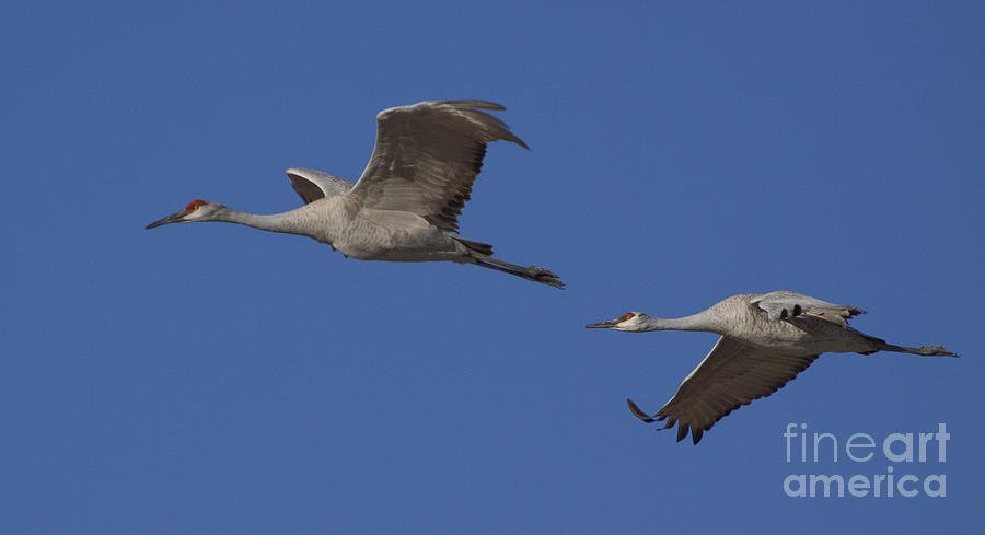 Pair Of Sandhill Cranes   #6355 Photograph