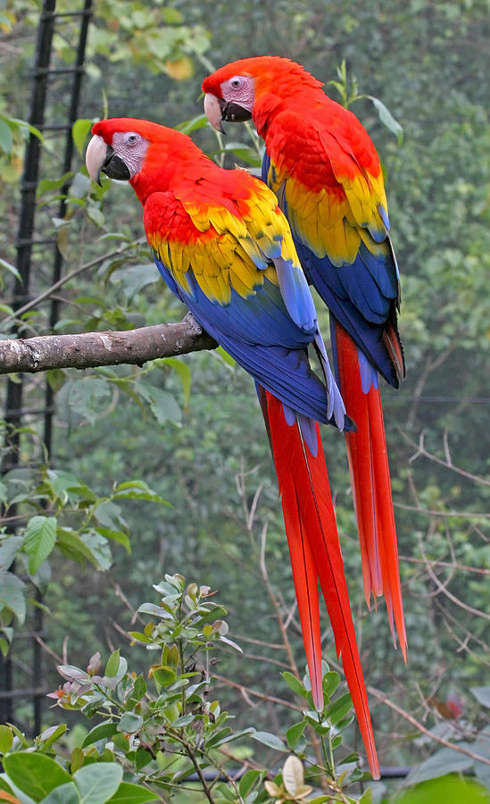 Pair of Scarlet Macaws - Costa Rica Photograph by Peggy Collins