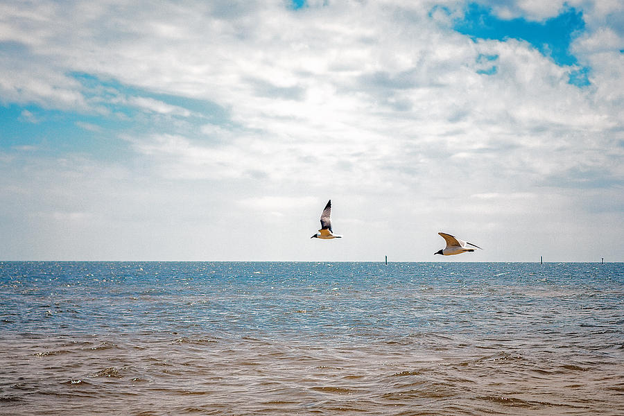 Pair of Seagulls Photograph by Sennie Pierson
