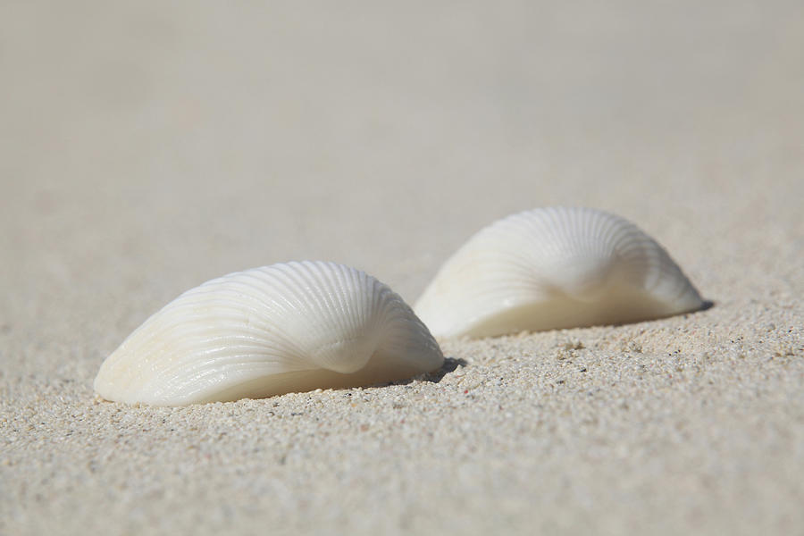 Pair Of Seashells On White Sand Beach Photograph by Elke Selzle