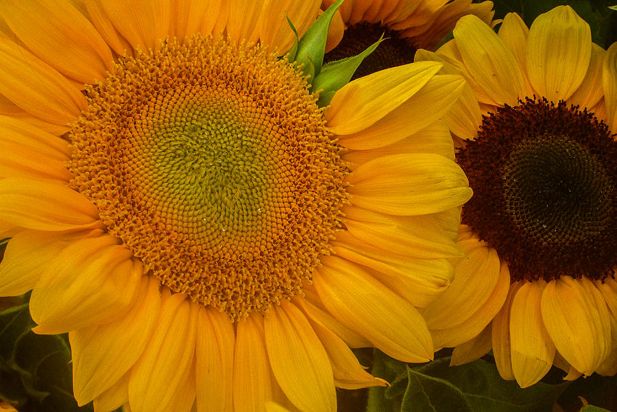 Pair of Sunflowers Photograph by Roger Mullenhour