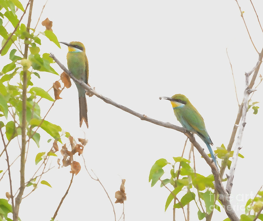Pair of Swallow Tailed African Bee Eaters Photograph by Tom Wurl