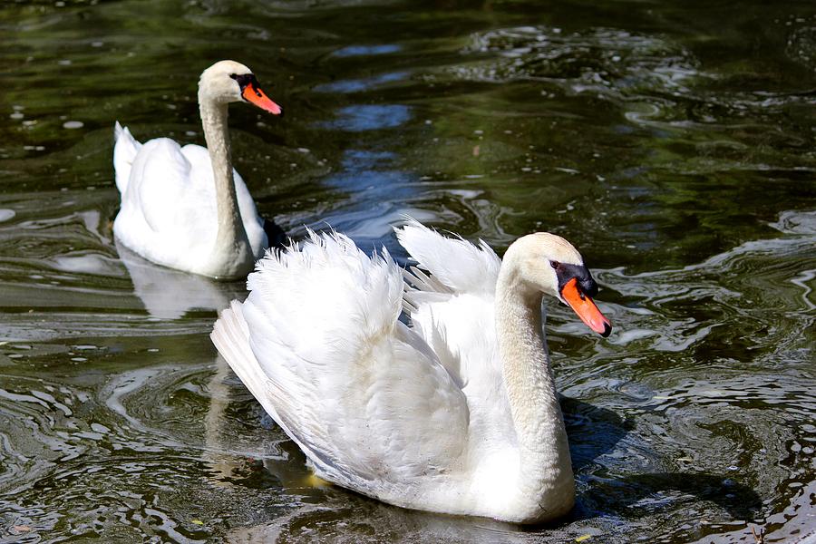 Pair Of Swans Photograph by Cynthia Guinn