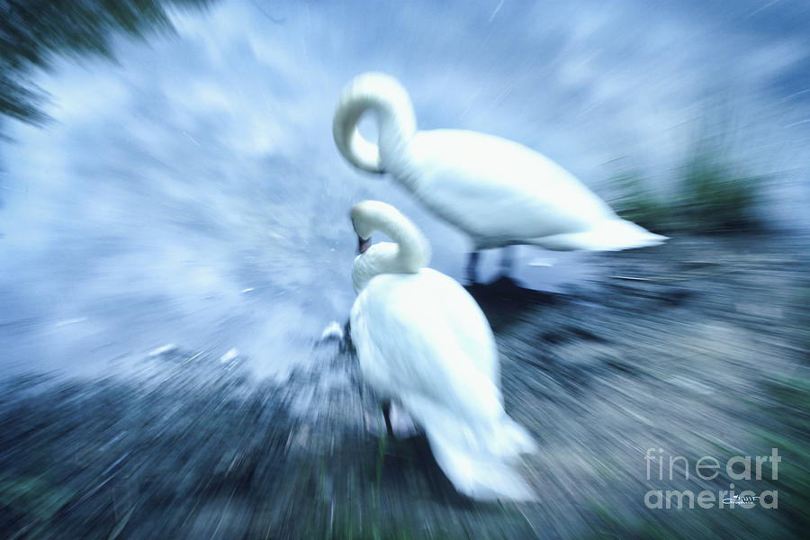 Pair of Swans Photograph by Jutta Maria Pusl