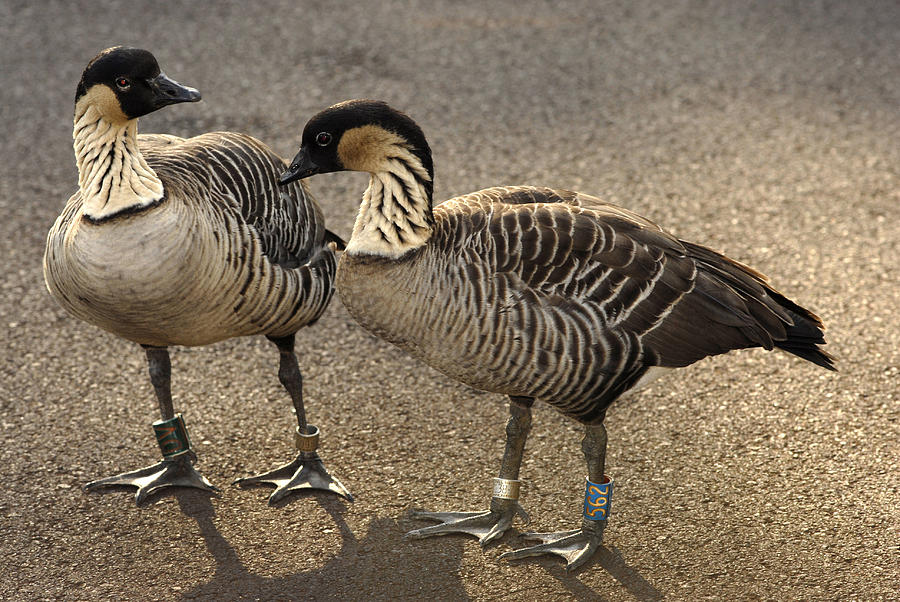 Pair Of Tagged Nene, Or Hawaiian Geese Photograph by Peter Skinner