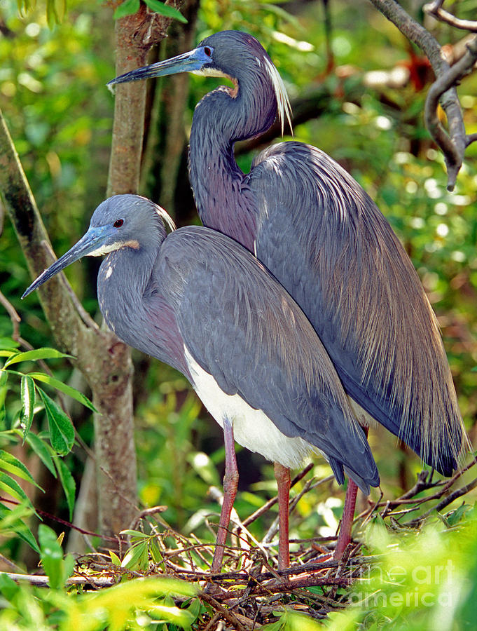 Pair Of Tricolored Heron At Nest Photograph by Millard H. Sharp