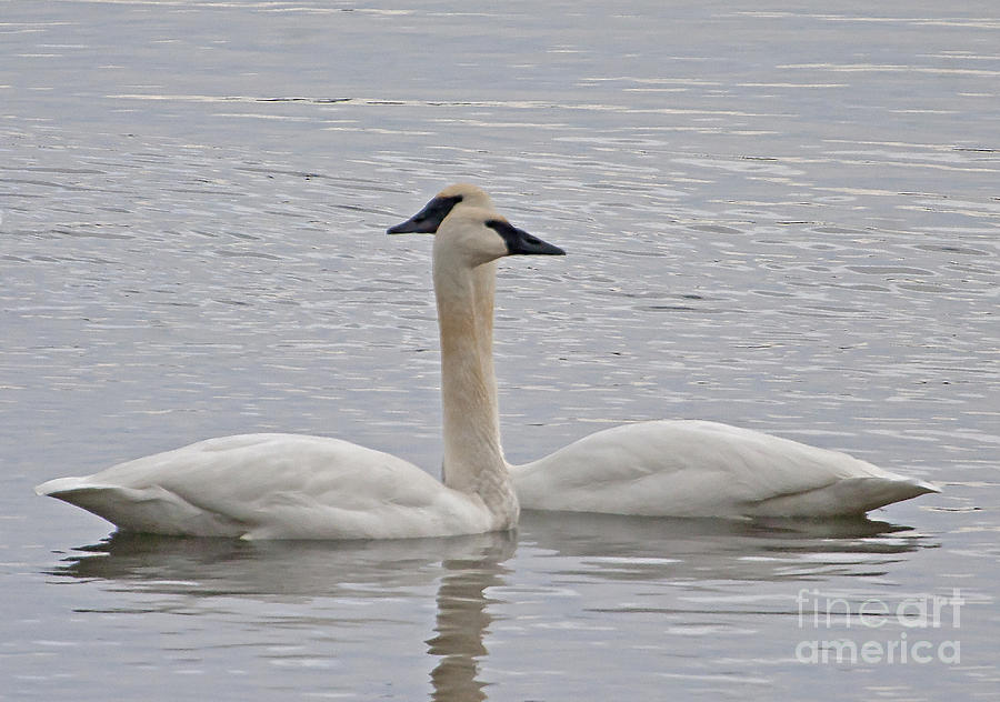 Pair Of Trumpeter Swans   #0115 Photograph by J L Woody Wooden