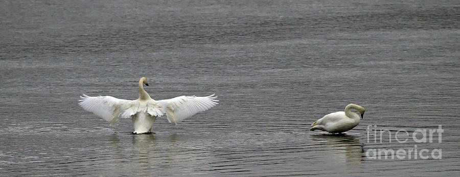 Pair Of Trumpeter Swans  #0402 Photograph by J L Woody Wooden