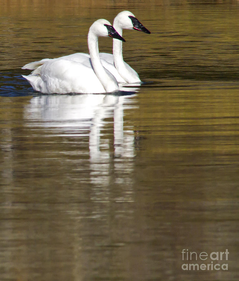 Pair Of Trumpeter Swans   #1497 Photograph by J L Woody Wooden