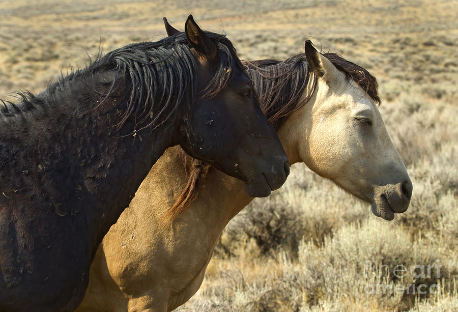 Pair Of Wild Mares   #0469 Photograph