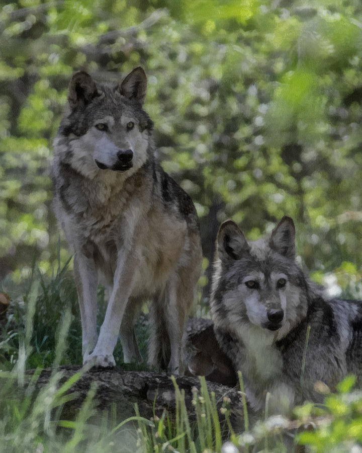 Pair of Wolves Digital Art by Ernest Echols