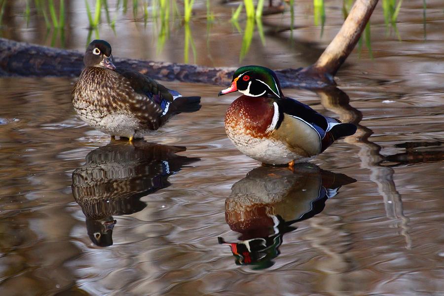 Pair of wood ducks Photograph by Lynn Hopwood