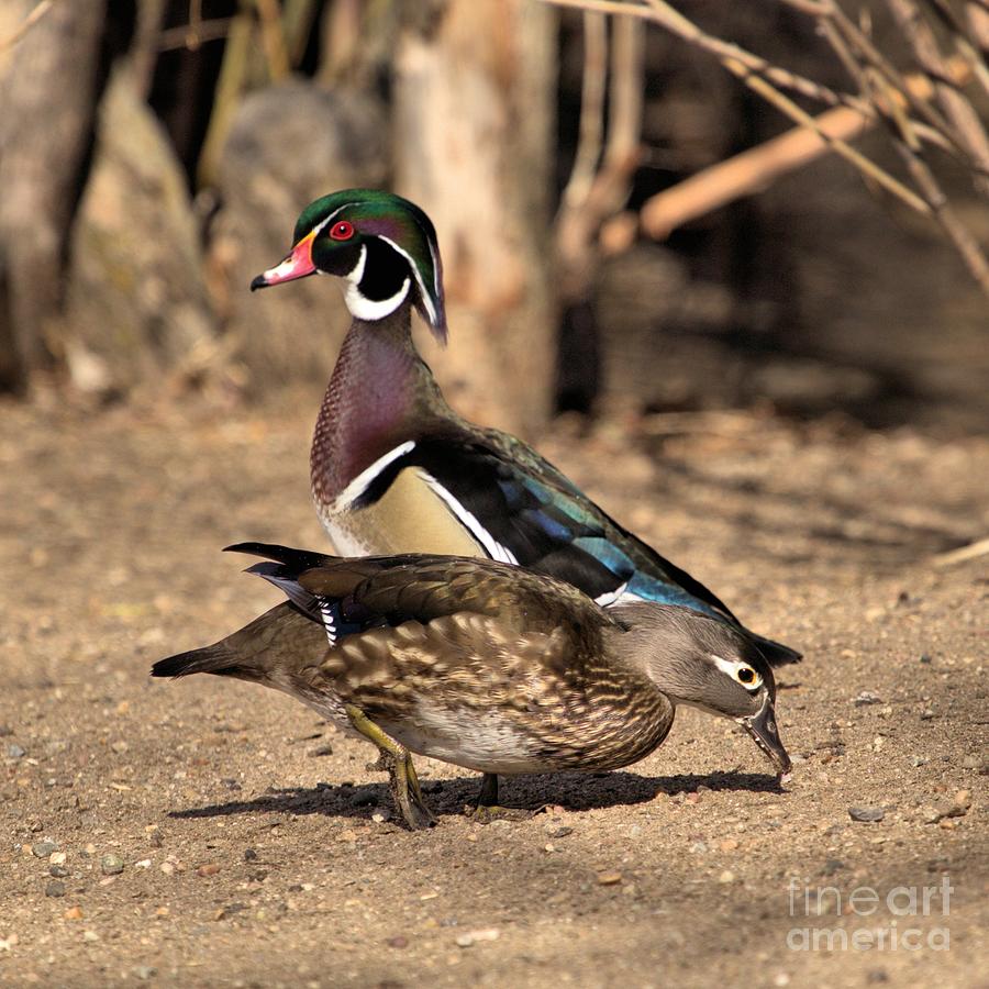 Pair of Wood Ducks Photograph by Roxie Crouch