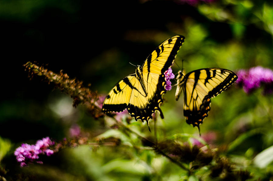 Pair of Yellow swallowtails Photograph by Bruce Pritchett