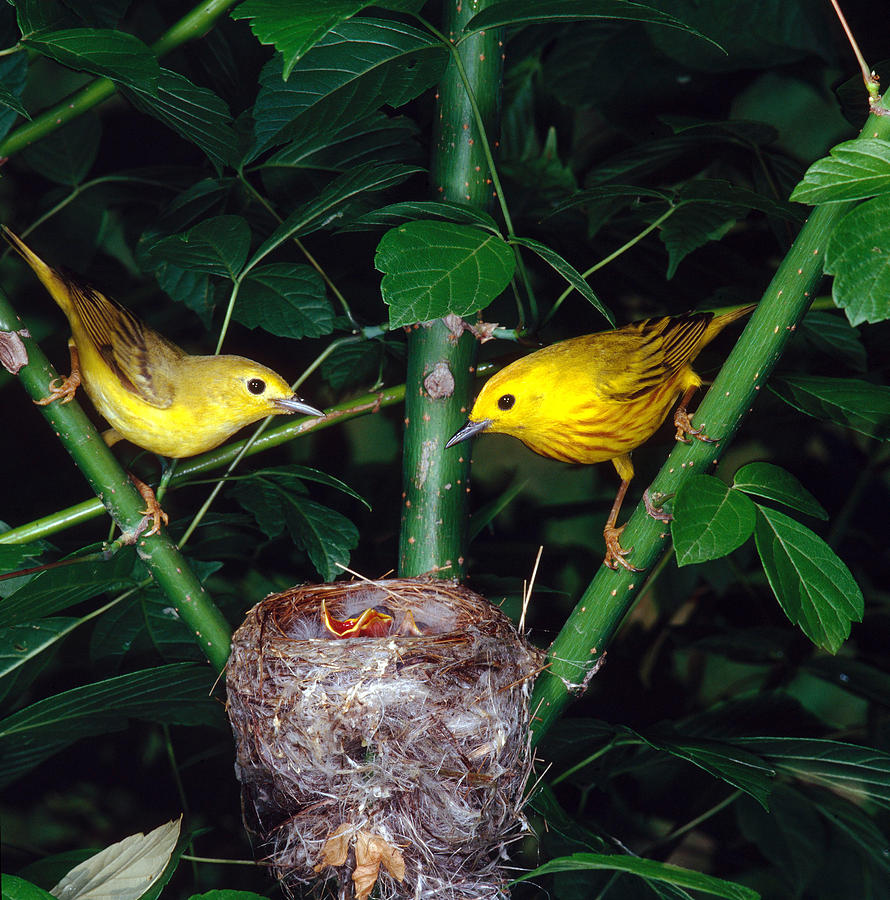 Pair Of Yellow Warblers At Their Nest Photograph by G Ronald Austing