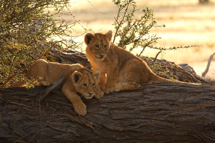 Pair of young lion cubs baklit by a sunrise Photograph by Bucky_za