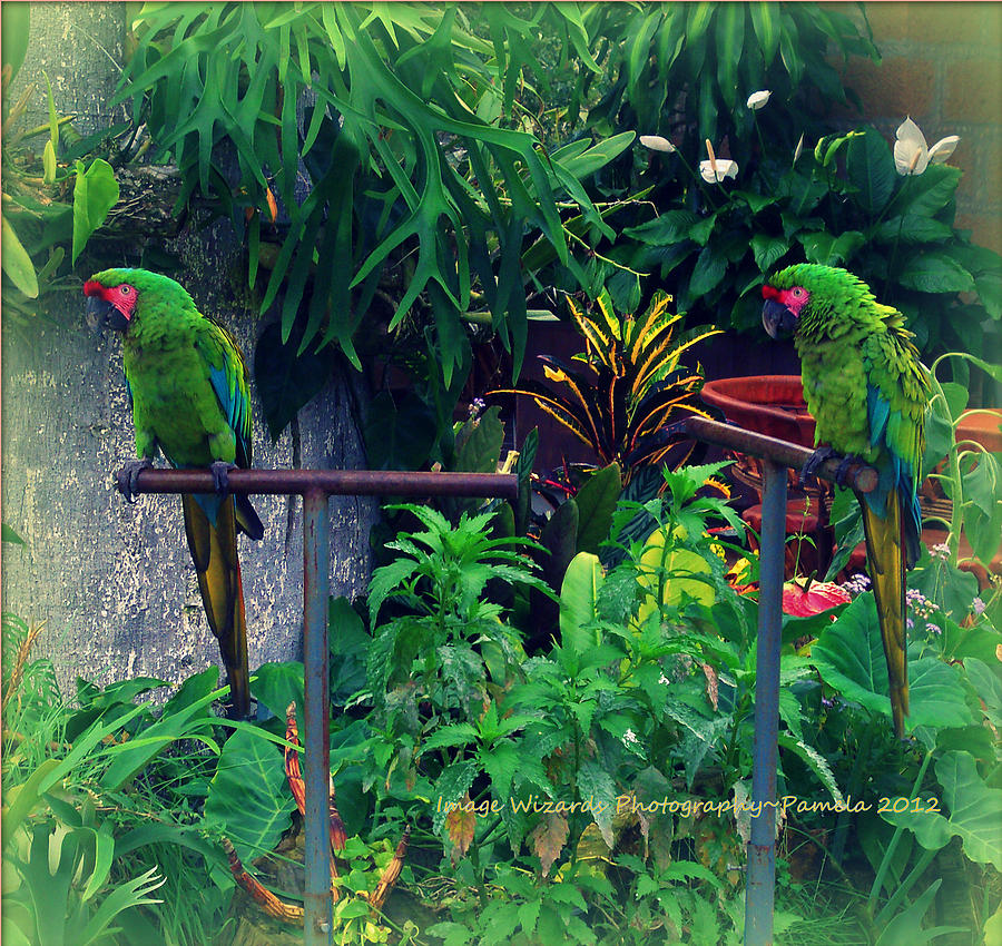 Paired Parrots in Paradise Digital Art by Pamela Smale Williams
