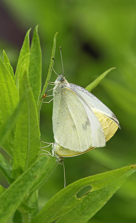 Pairing White Cabbage Butterflies Photograph by Juergen Roth