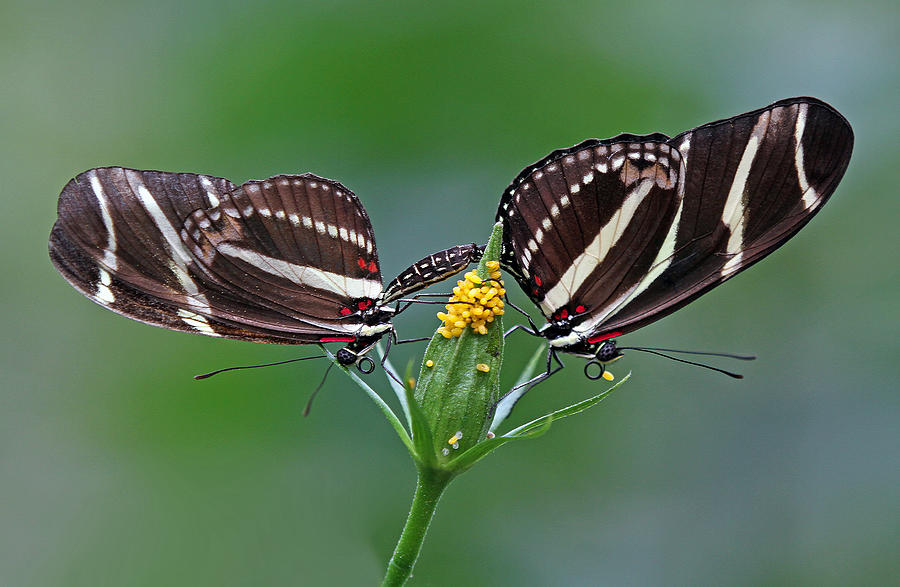 Pairing Zebra Longwing Butterflies Photograph by Juergen Roth
