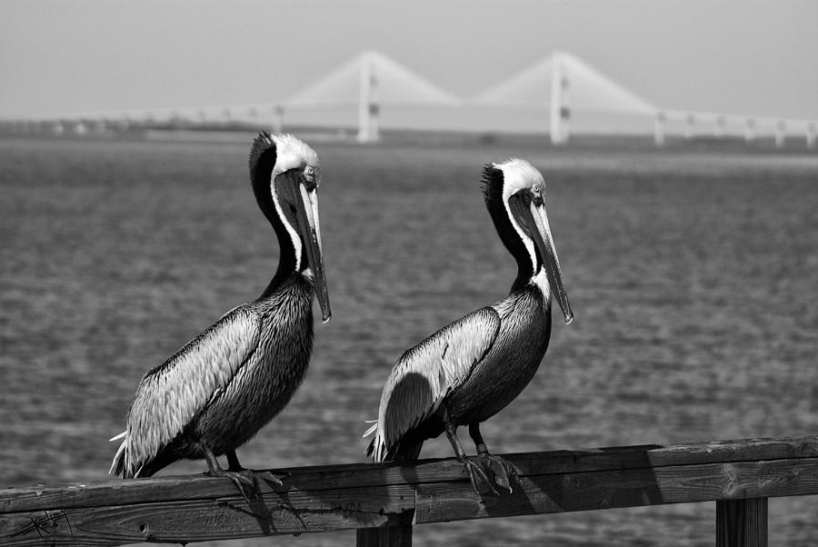 Pelican Photograph - Pairs by Ed Kelley