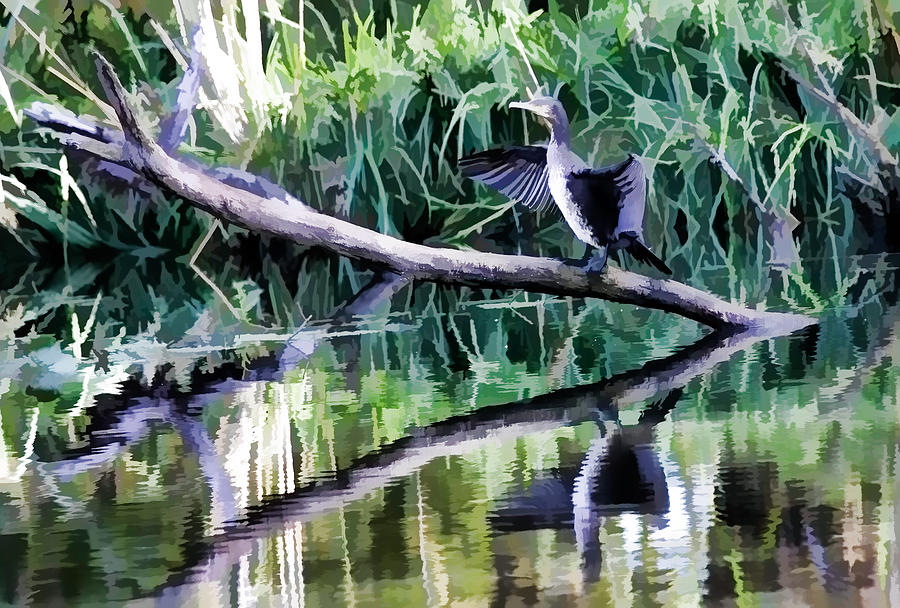 Paitiry Drying Cormorant- Cormorant Sitting On Dead Branch In Water Drying Its Wings Photograph