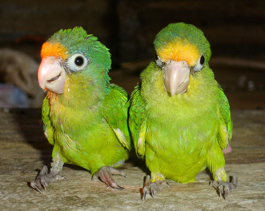 Parakeet Photograph - Pajaritos Parakeets by Kelvin