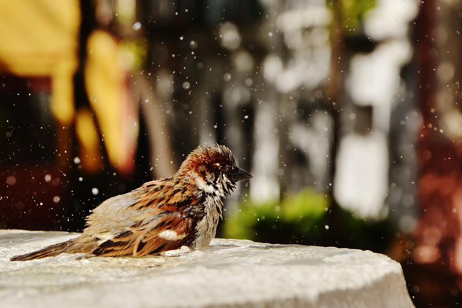 Pajaro en agua 4 Photograph by Erick Mora - Fine Art America