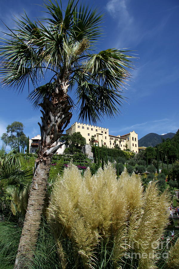 Palace Behind Palm Photograph by Christiane Schulze Art And Photography