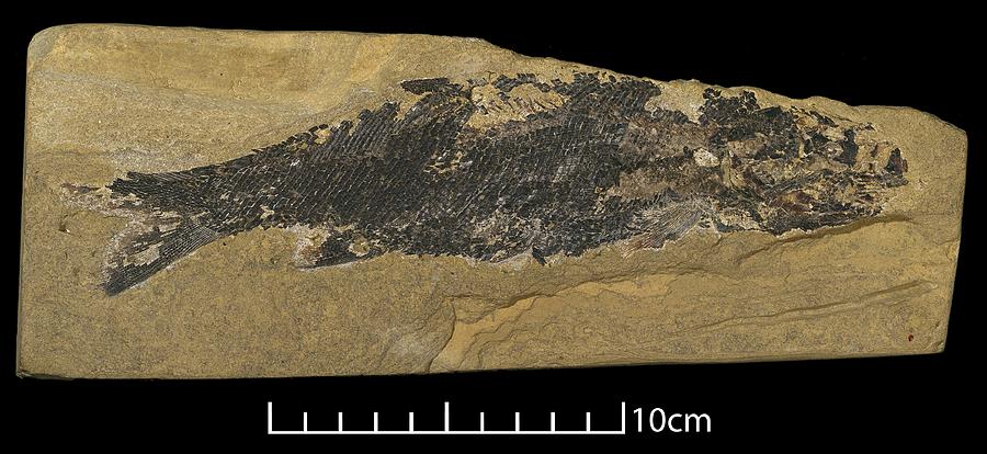 Palaeoniscus freislebeni, fish fossil Photograph by Science Photo Library
