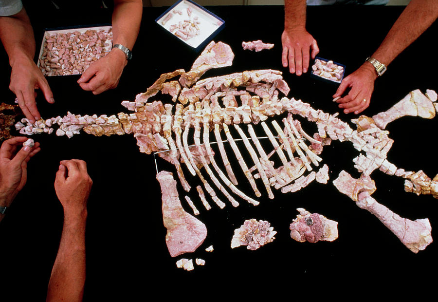 Palaeontologists Reconstructing Fossil Plesiosaur Photograph by Peter Menzel/science Photo Library