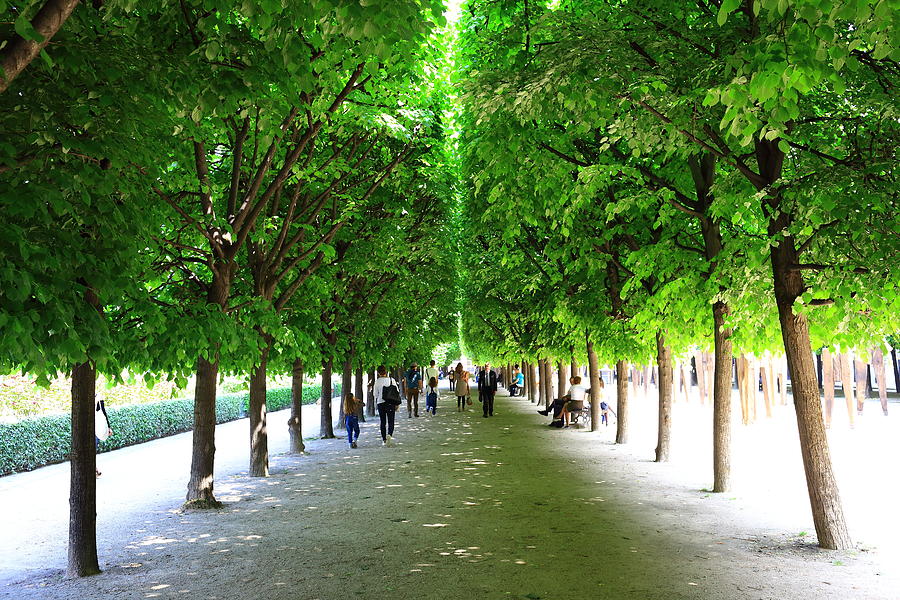 Palais Royal, the garden Photograph by Stefano Amantini/Atlantide Phototravel