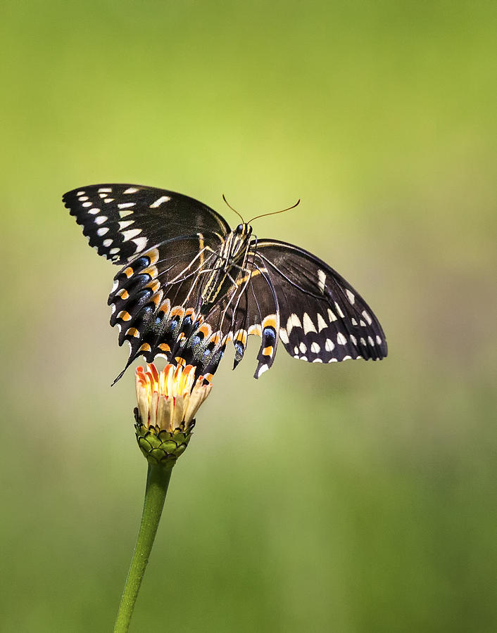 Palamedes Swallowtail Butterfly Belly Photograph by Jo Ann Tomaselli