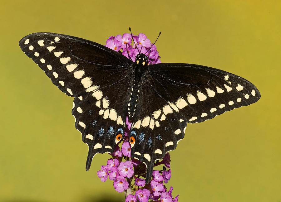 Black Swallowtail Butterfly #8 Photograph by Millard H Sharp