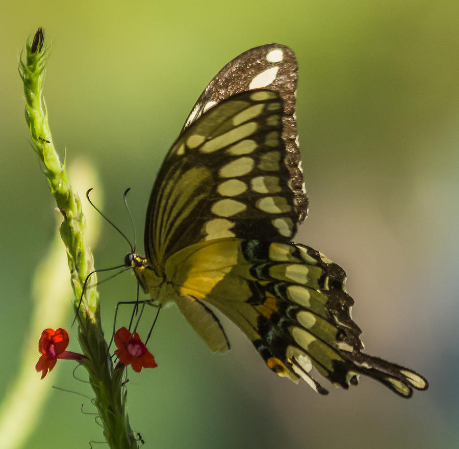 Palamedes Swallowtail Photograph by Jane Luxton