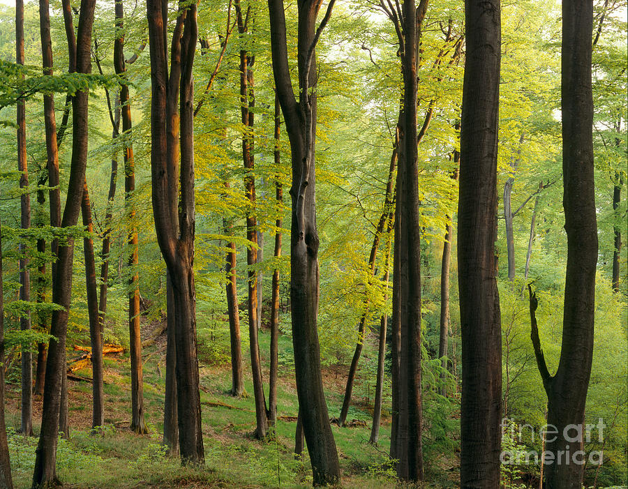 Palatinate Forest in Germany Photograph by Dr Wolfgang Seeliger