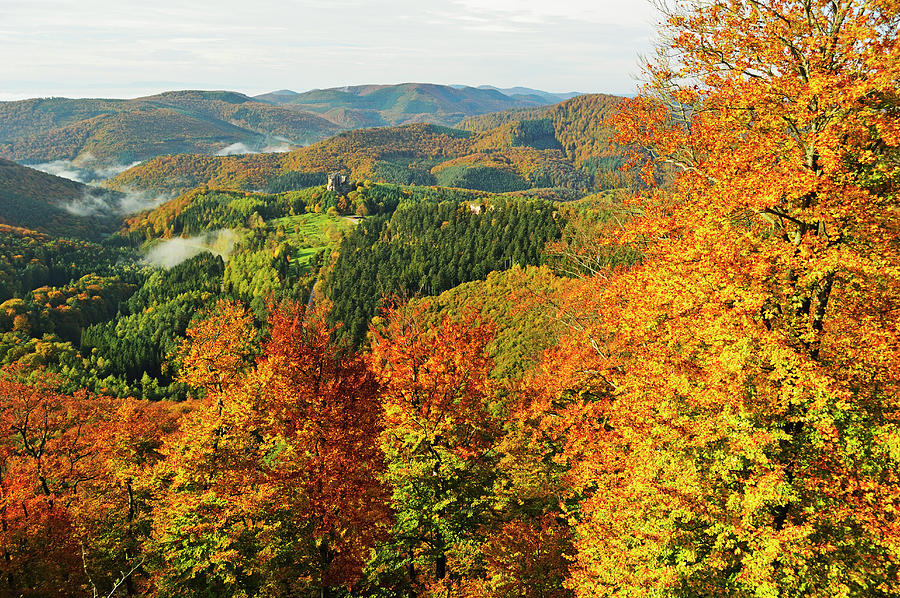 Palatinate Forest, Near Hirschthal Photograph by Jochen Schlenker