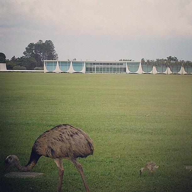 Emu Photograph - Palácio Da Alvorada Brasília/df by Jaime Dantas