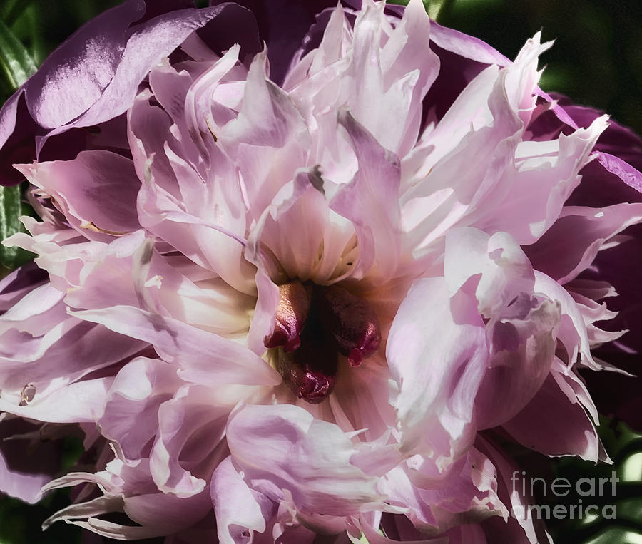Pale and Pink Photograph by Belinda Greb
